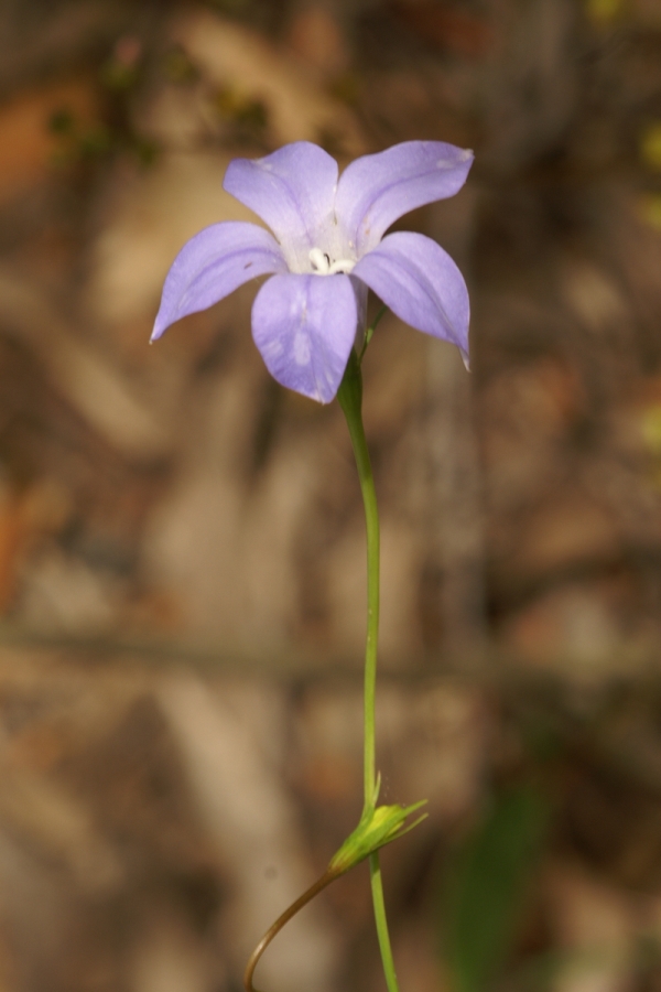 Wahlenbergia stricta